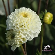 Never Give Up Dahlia Tuber