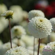 Never Give Up Dahlia Tuber