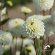 Never Give Up Dahlia Tuber