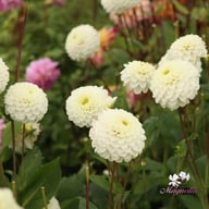 Never Give Up Dahlia Tuber