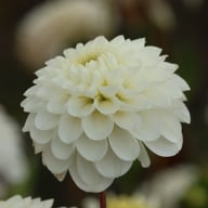 Never Give Up Dahlia Knöl