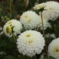 Never Give Up Dahlia Knöl