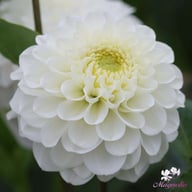 Never Give Up Dahlia Tuber