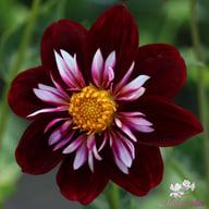 Night Butterfly Dahlia Tuber