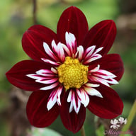 Night Butterfly Dahlia Tuber