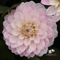 Night & Day Idylle Dahlia Tuber