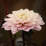 Night & Day Idylle Dahlia Knöl