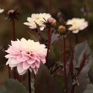 Night & Day Idylle Dahlia Knöl