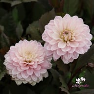 Night & Day Idylle Dahlia Tuber