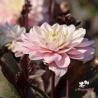 Night & Day Idylle Dahlia Tuber
