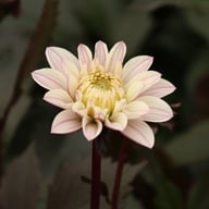 Night & Day Idylle Dahlia Knöl