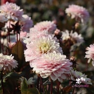 Night & Day Idylle Dahlia Tuber