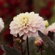 Night & Day Idylle Dahlia Tuber