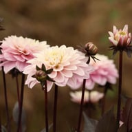 Night & Day Idylle Dahlia Knöl