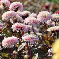 Night & Day Idylle Dahlia Tuber
