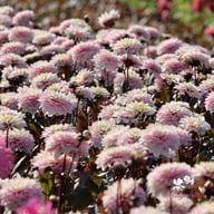 Night & Day Idylle Dahlia Tuber