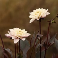 Night & Day Idylle Dahlia Knöl