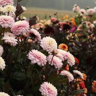 Night & Day Idylle Dahlia Tuber