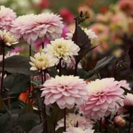 Night & Day Idylle Dahlia Tuber