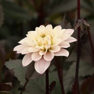 Night & Day Idylle Dahlia Knöl