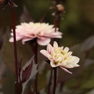 Night & Day Idylle Dahlia Knöl