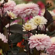Night & Day Idylle Dahlia Tuber
