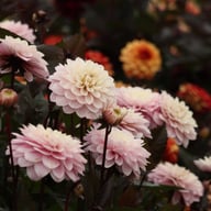Night & Day Idylle Dahlia Tuber