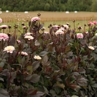 Night & Day Idylle Dahlia Knöl
