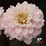 Night & Day Idylle Dahlia Tuber