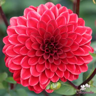 Night Queen Dahlia Tuber