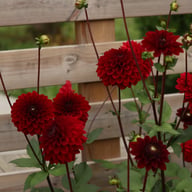 Night Queen Dahlia Knöl