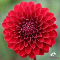 Night Queen Dahlia Tuber