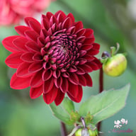 Night Queen Dahlia Tuber
