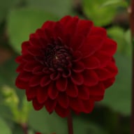 Night Queen Dahlia Knöl