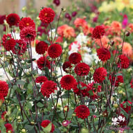 Night Queen Dahlia Tuber