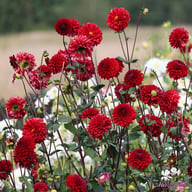 Night Queen Dahlia Tuber