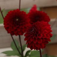 Night Queen Dahlia Knöl