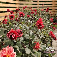 Night Silence Dahlia Knöl