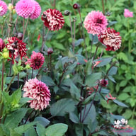 Night Silence Dahlia Knöl