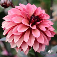 Night Silence Dahlia Knöl
