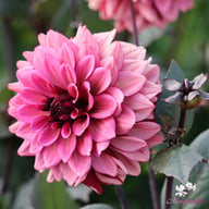Night Silence Dahlia Knöl