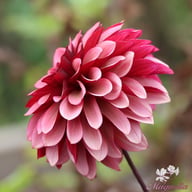 Night Silence Dahlia Knöl