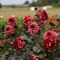 Night Silence Dahlia Knöl