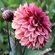 Night Silence Dahlia Knöl