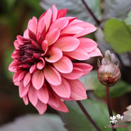 Night Silence Dahlia Knöl