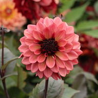 Night Silence Dahlia Knöl
