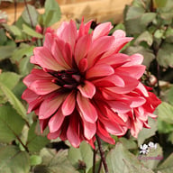 Night Silence Dahlia Knöl