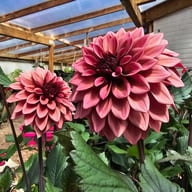 Night Silence Dahlia Knöl