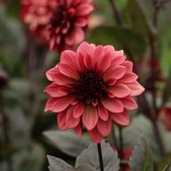 Night Silence Dahlia Knöl