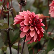 Night Silence Dahlia Knöl